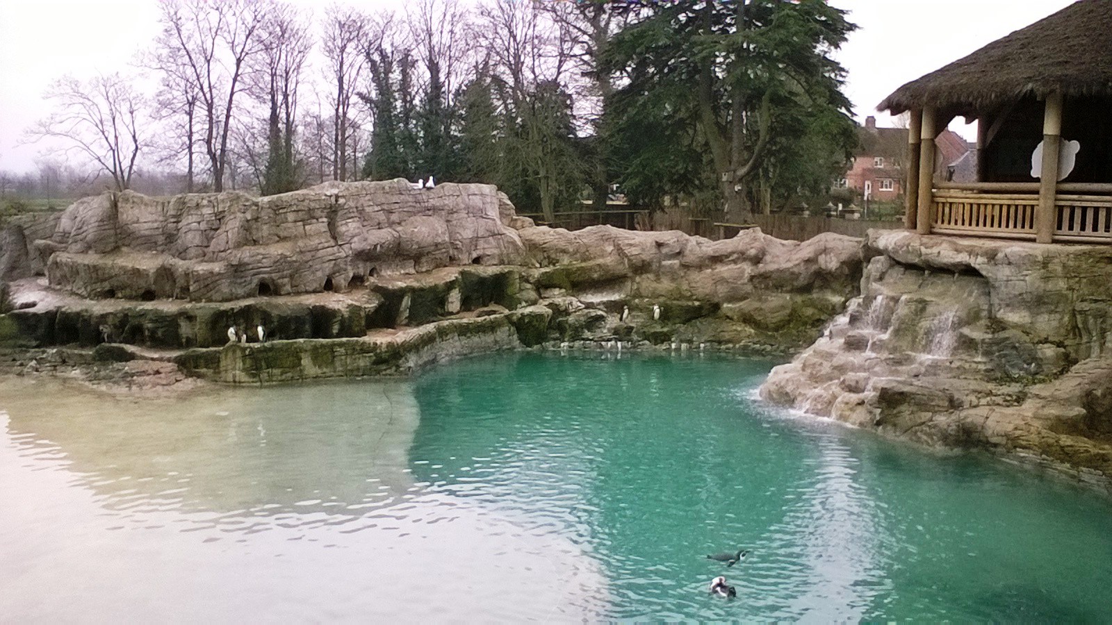 Penguin Pool 02-Apr-16