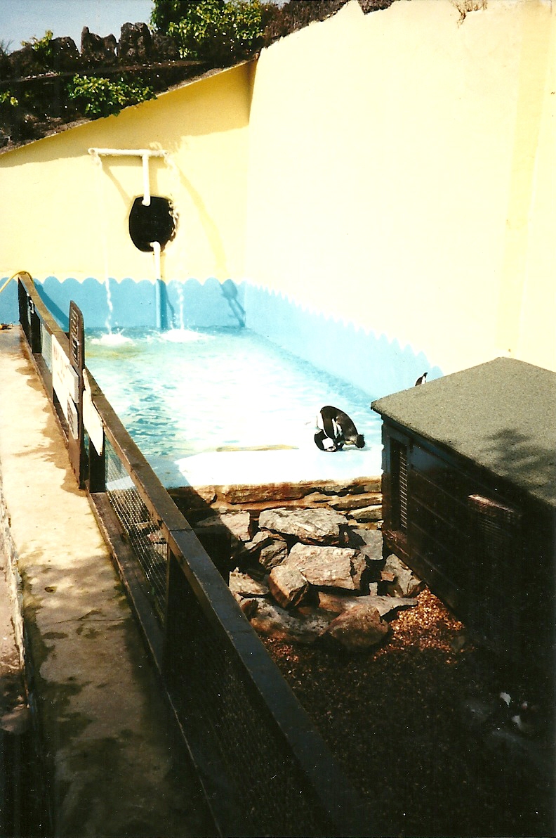 Penguin Pool 11th September 2000
