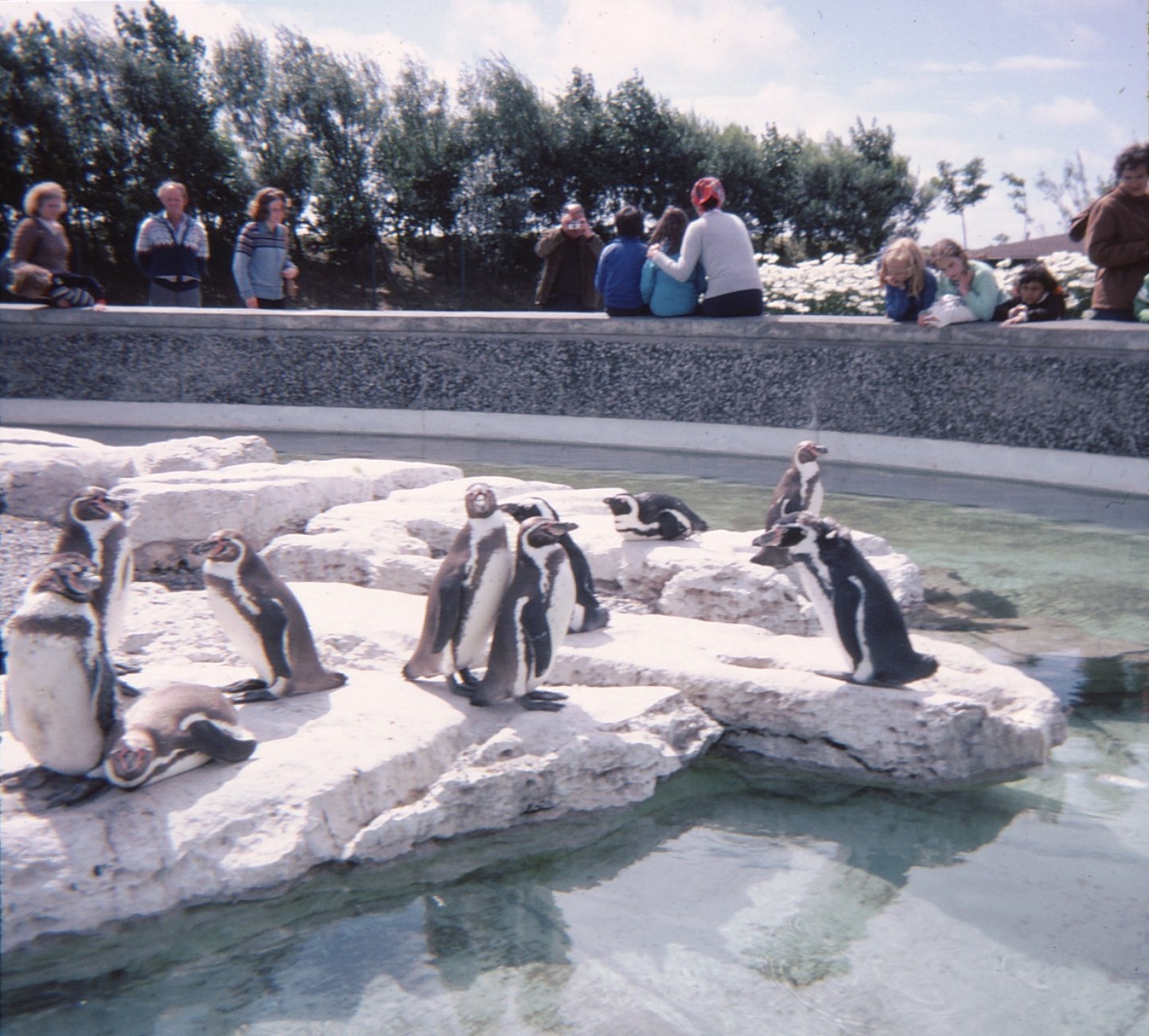 Penguin Pool 1979