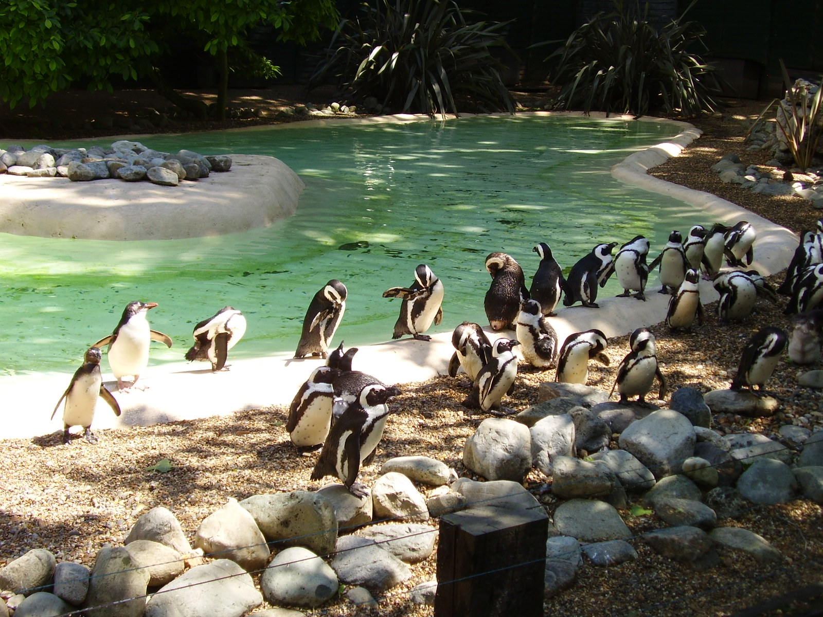 Penguin pool - 2007