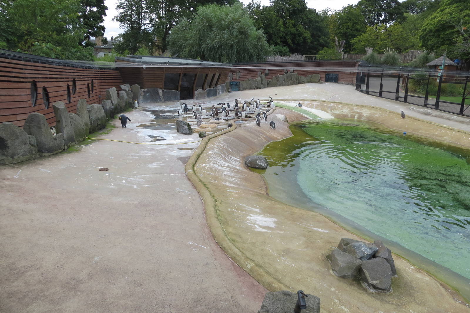 Penguin Pool 240815
