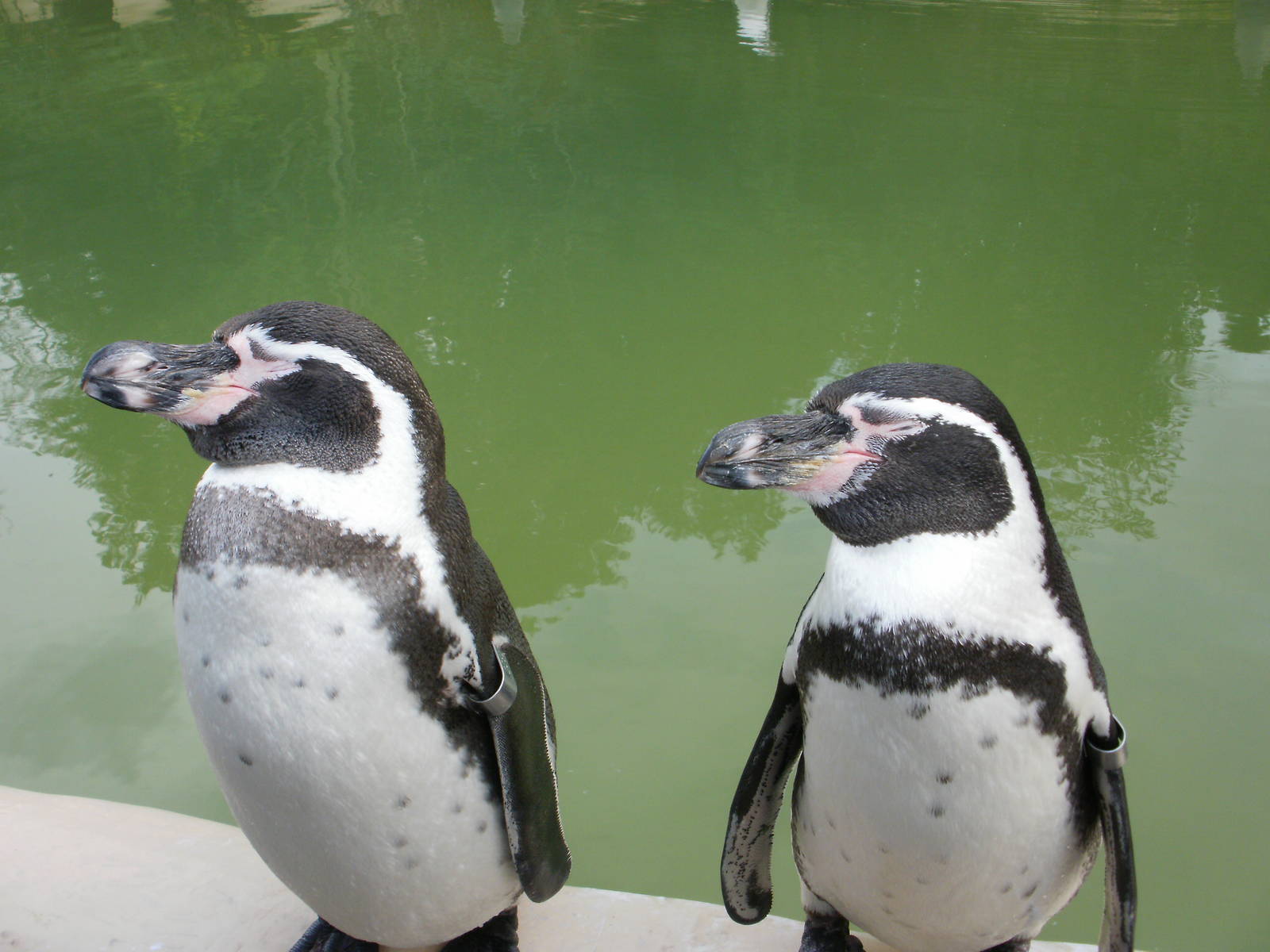 Penguin Pool - 28.10.2010