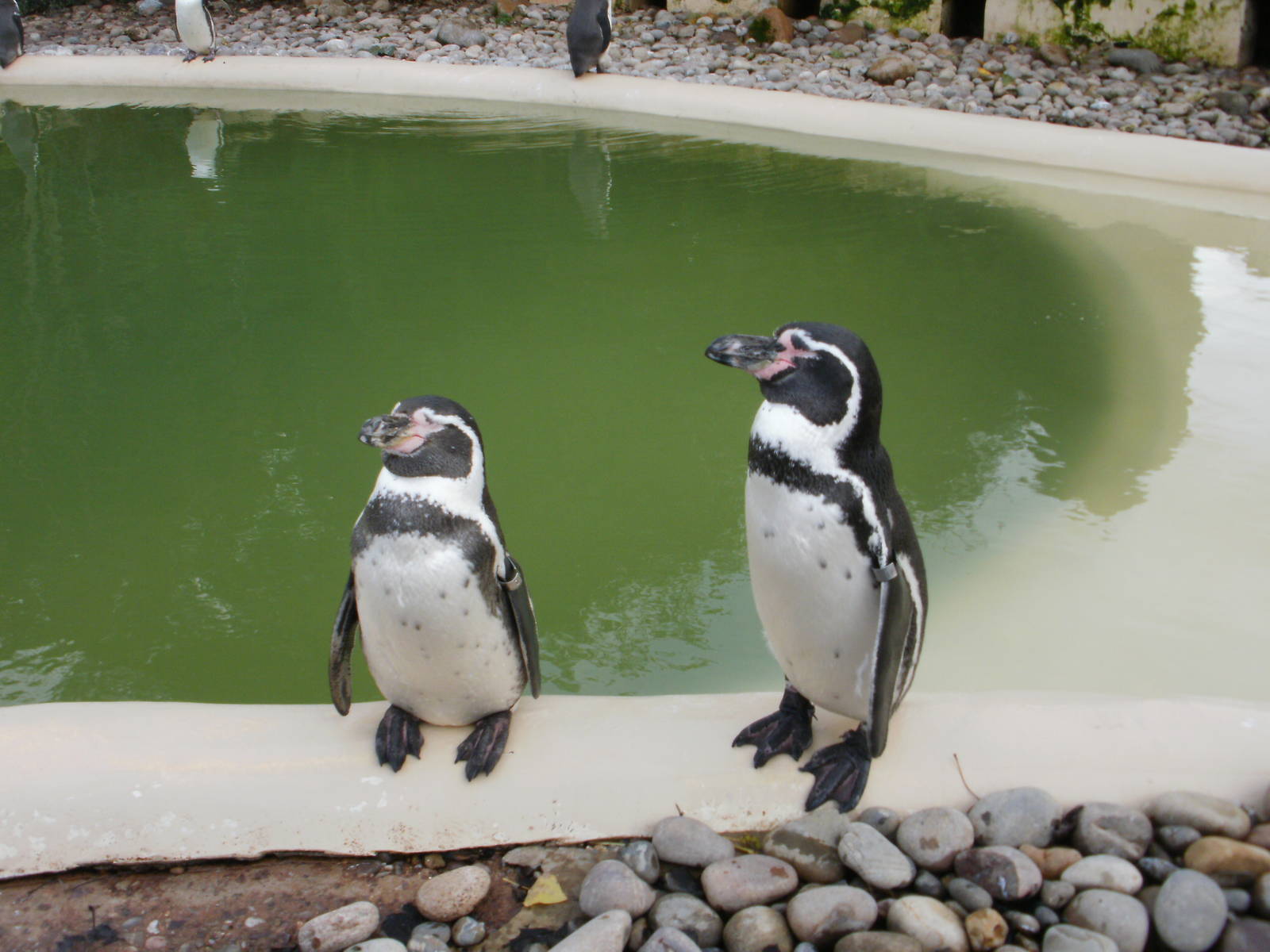 Penguin Pool - 28.10.2010