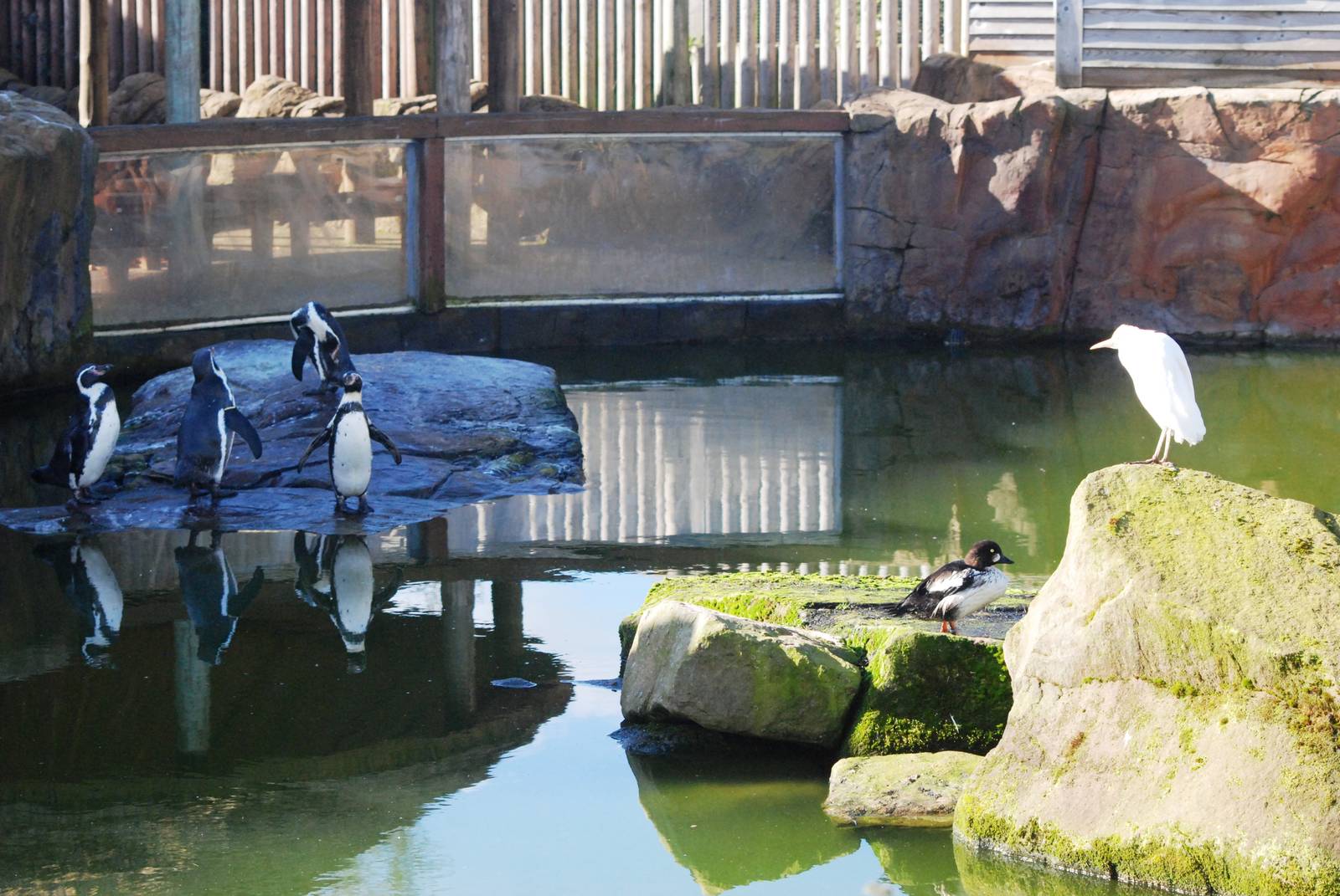 Penguin Pool at Blackbrook, 21/10/12
