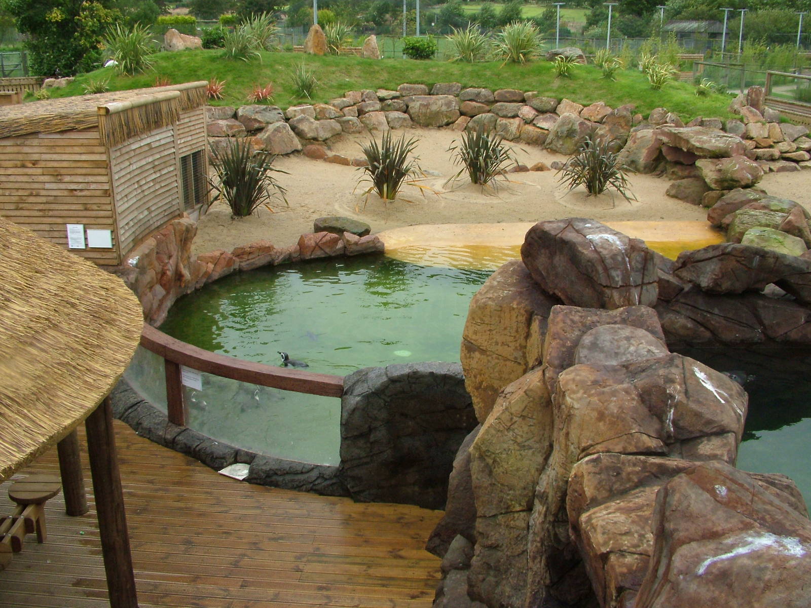 Penguin Pool at Blackbrook Sept 2008