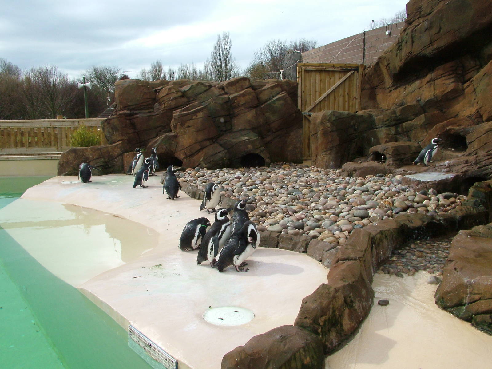Penguin pool at Blackpool 26/03/10