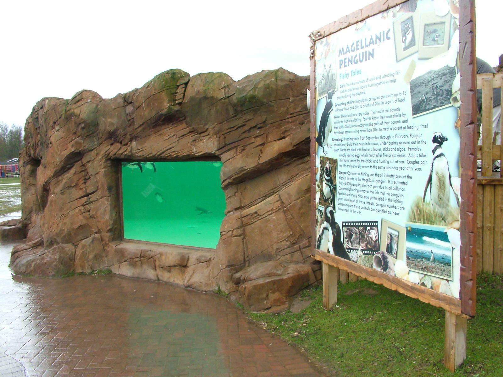 Penguin pool at Blackpool 26/03/10