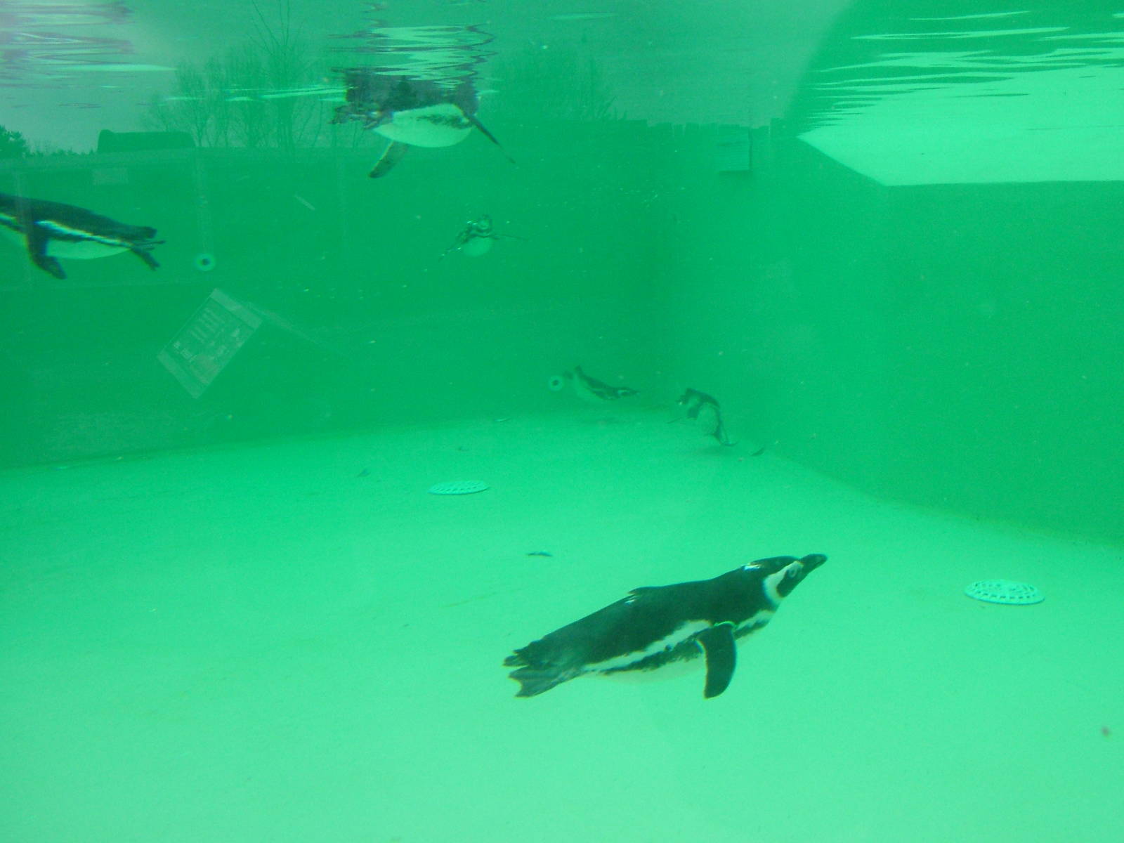 Penguin Pool at Blackpool 26/03/10