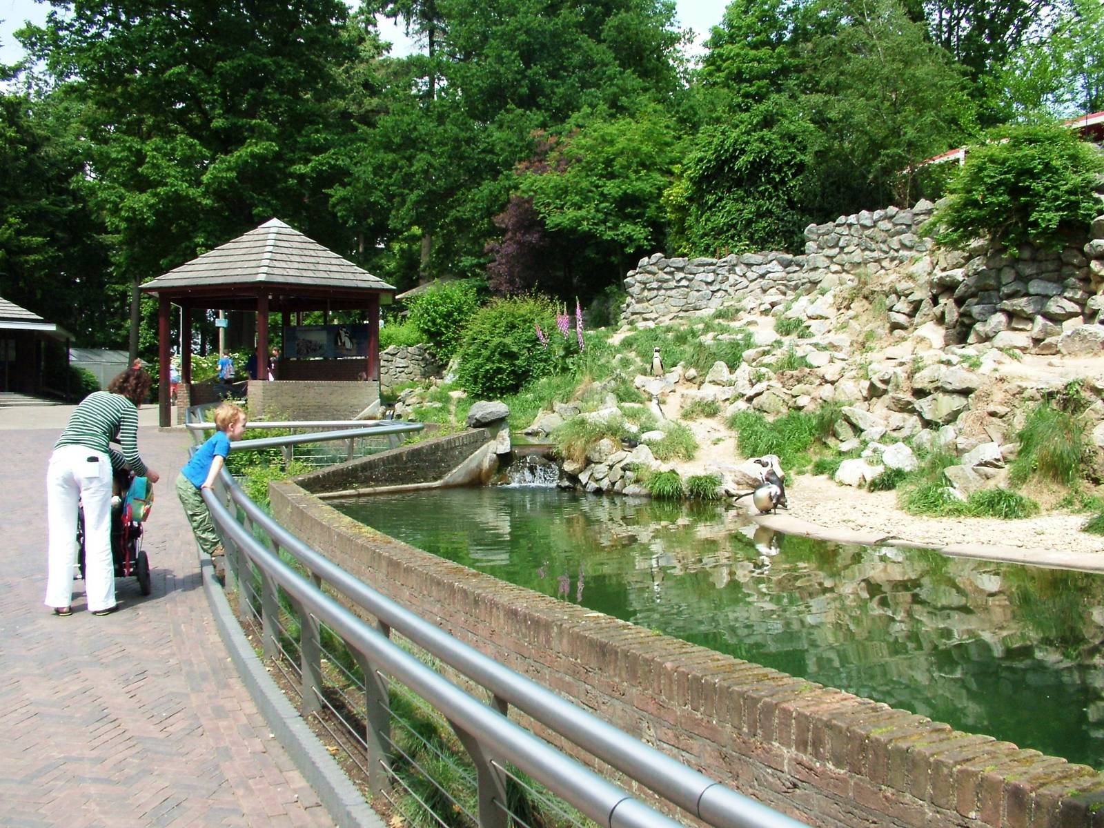 Penguin Pool at Burgers Zoo Arnhem, 30/05/12