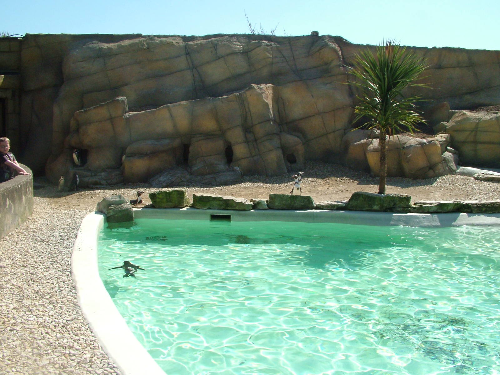 Penguin Pool at Cotswold WP 17/04/10