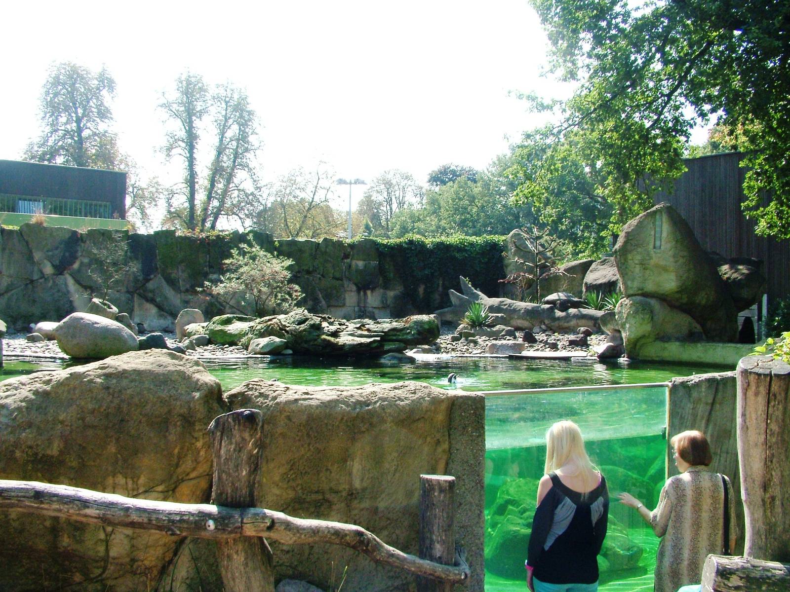 Penguin Pool at Dresden, 29/08/12