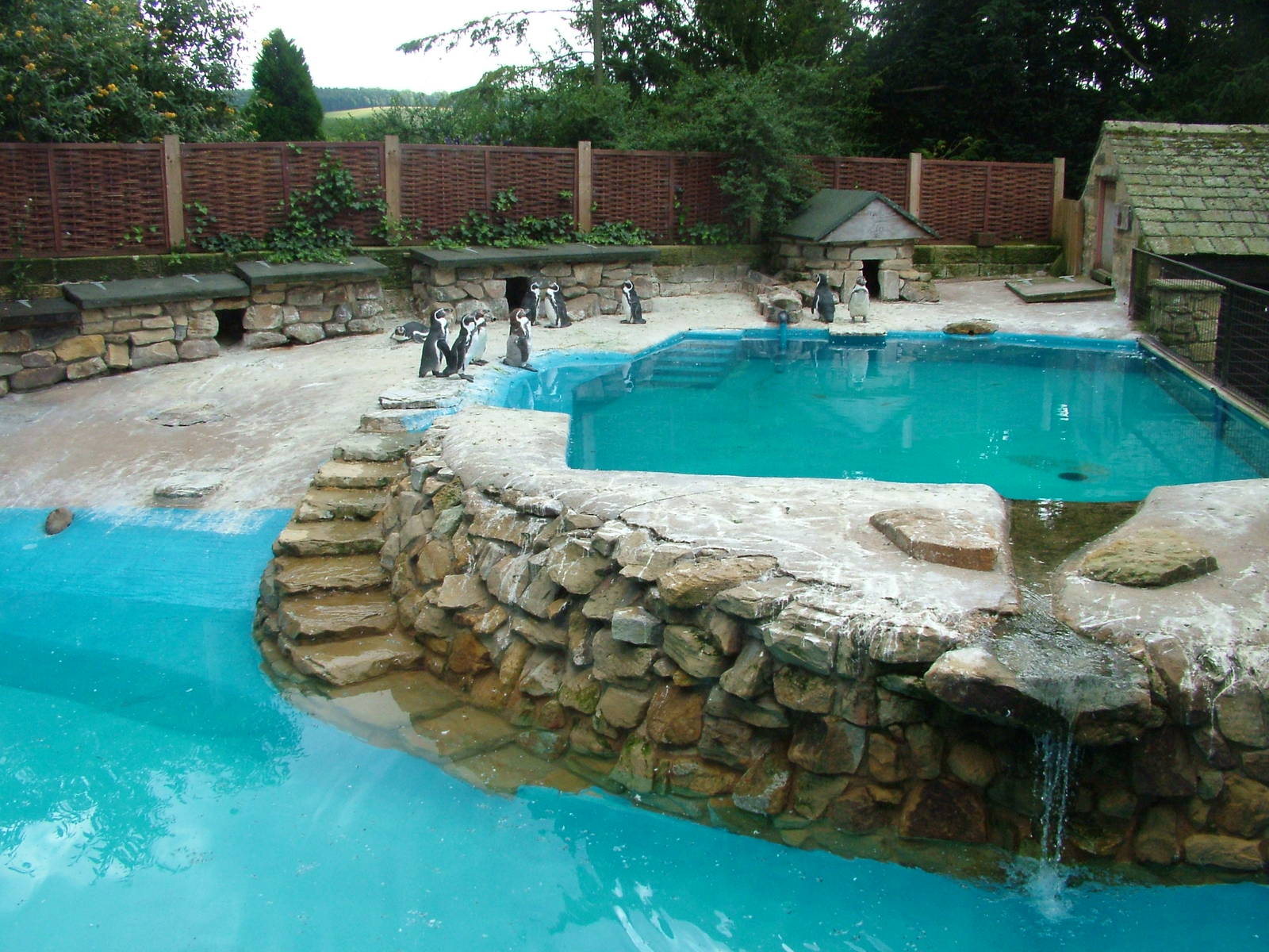 Penguin Pool at Harewood 2007