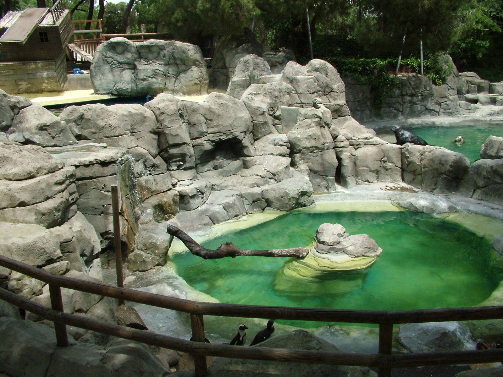 Penguin Pool at Madrid Zoo Aquarium, 26/05/11