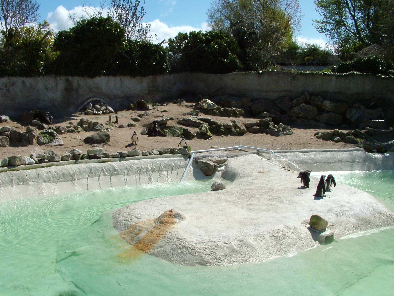 Penguin Pool at Newquay Zoo 11/04/09
