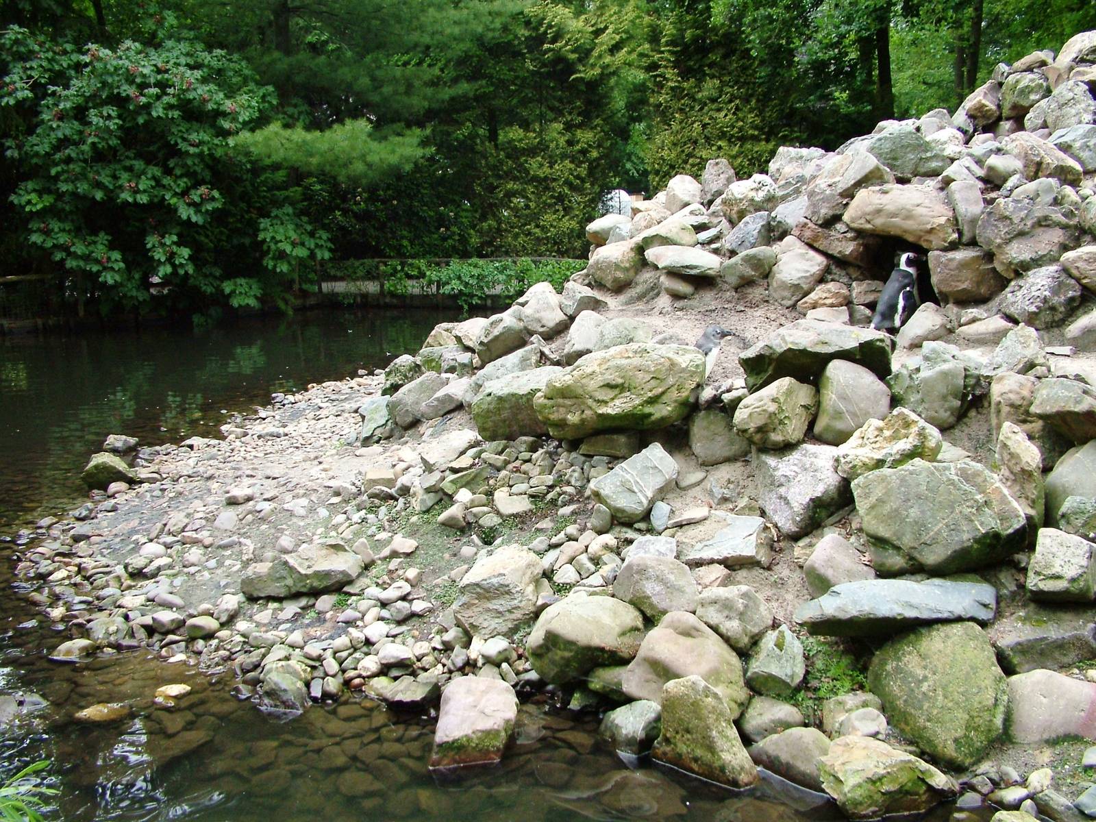 Penguin Pool at Wissel Zoo, Epe, 01/06/12