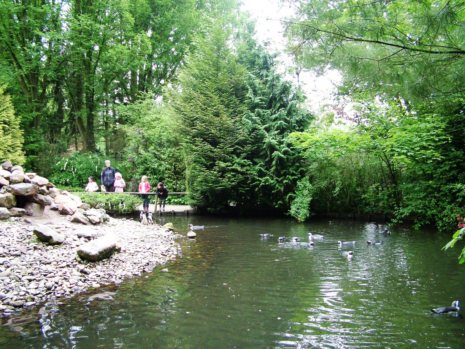 Penguin Pool at Wissel Zoo, Epe, 01/06/12
