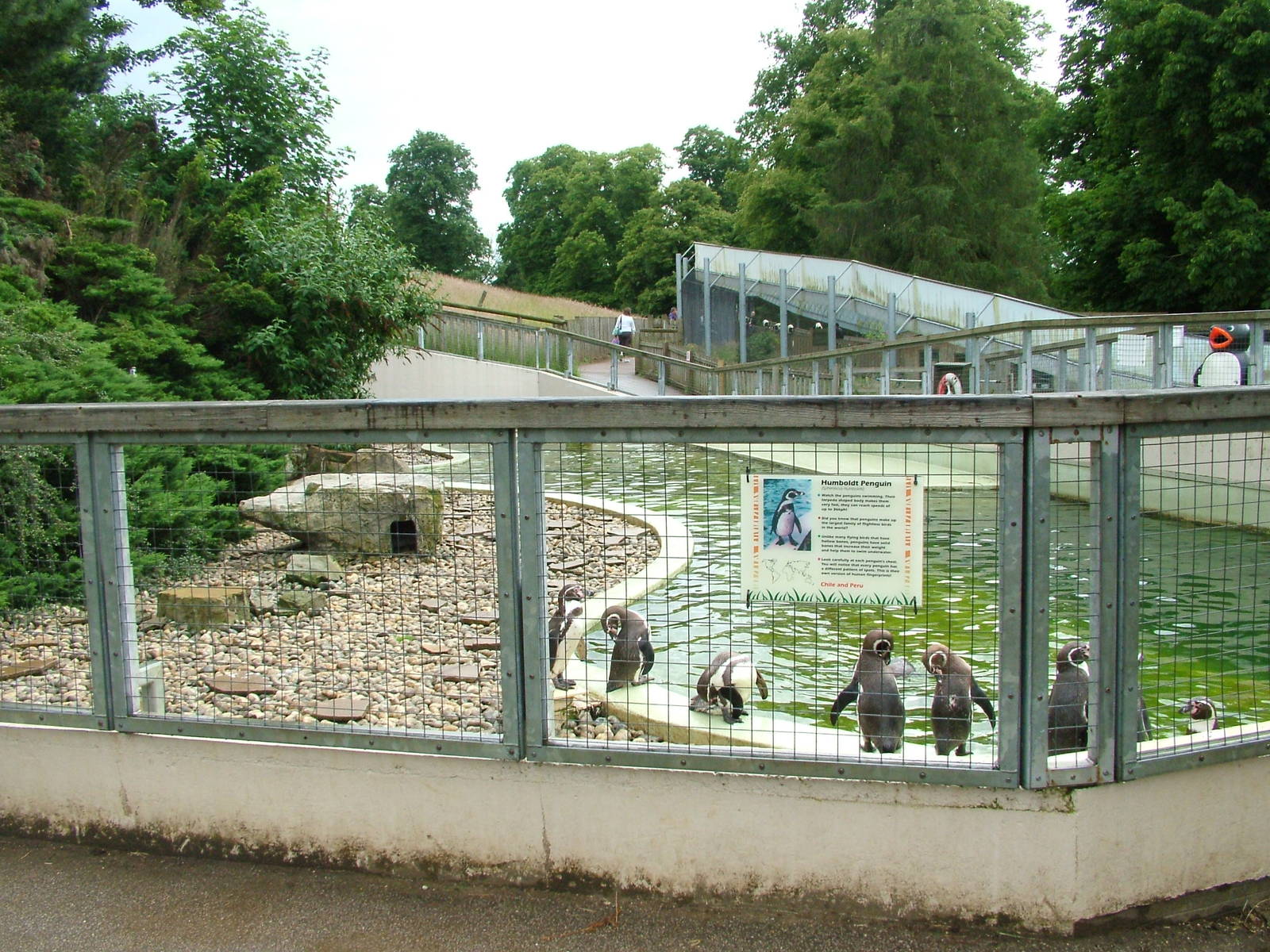 Penguin pool at Woburn 20/06/09