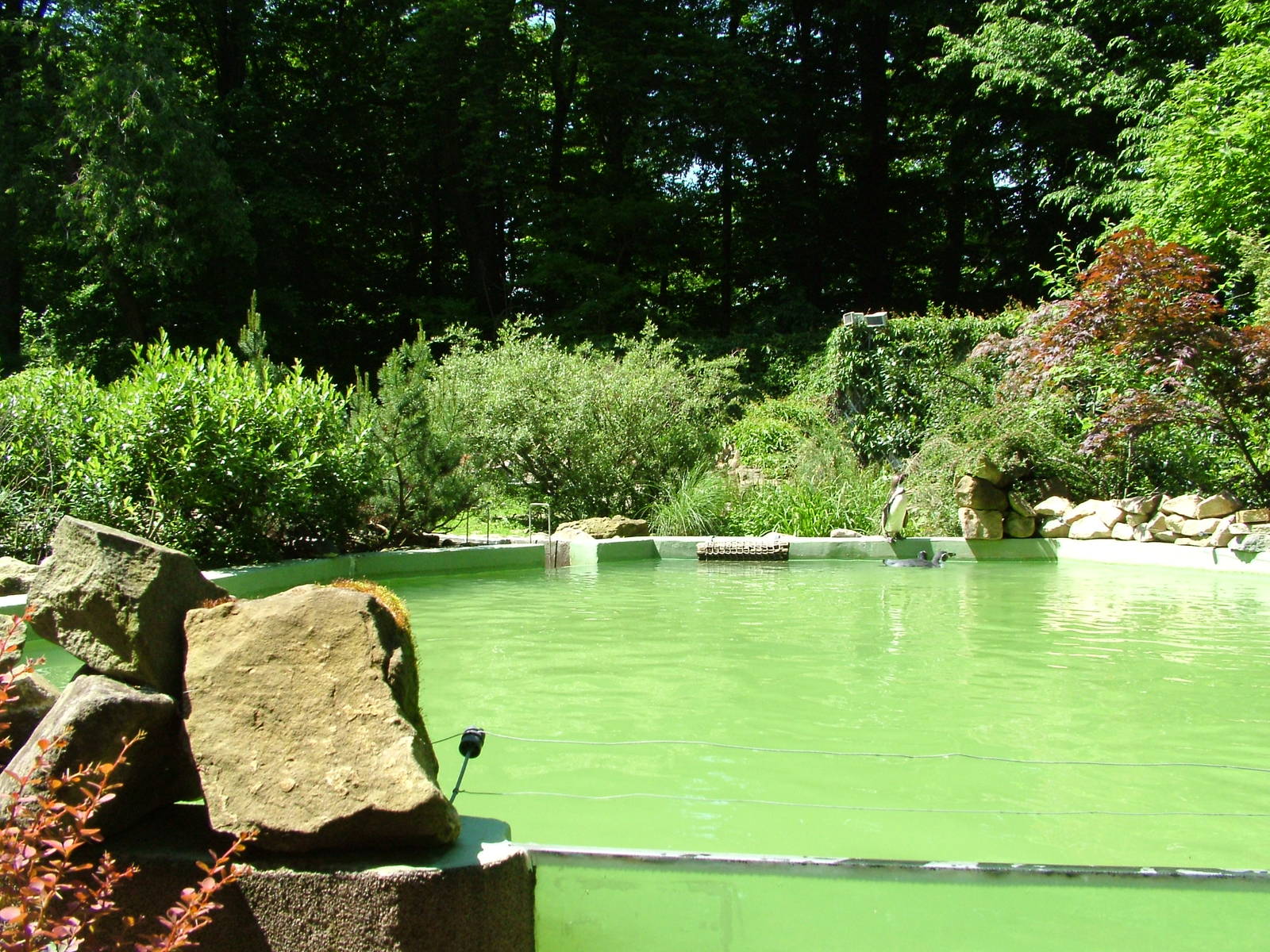 Penguin Pool at Zlin, 28/05/10