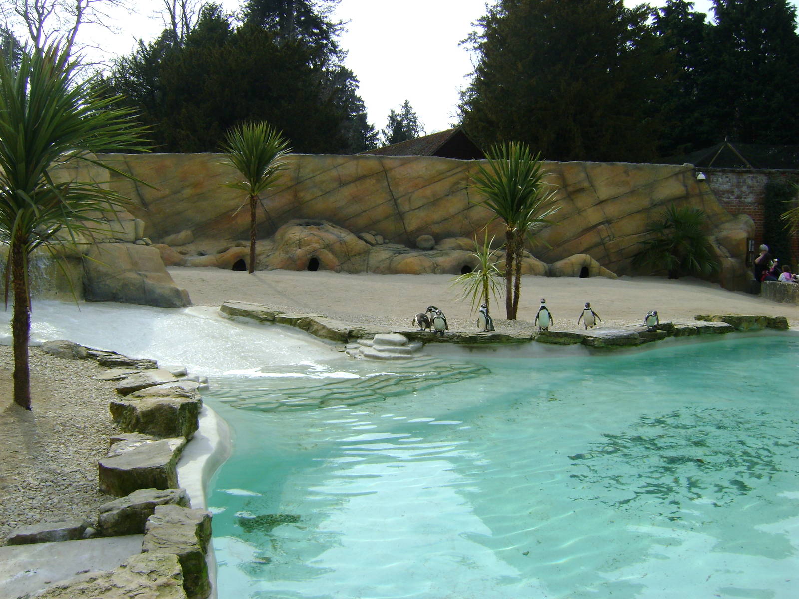 Penguin pool "Atacama beach"