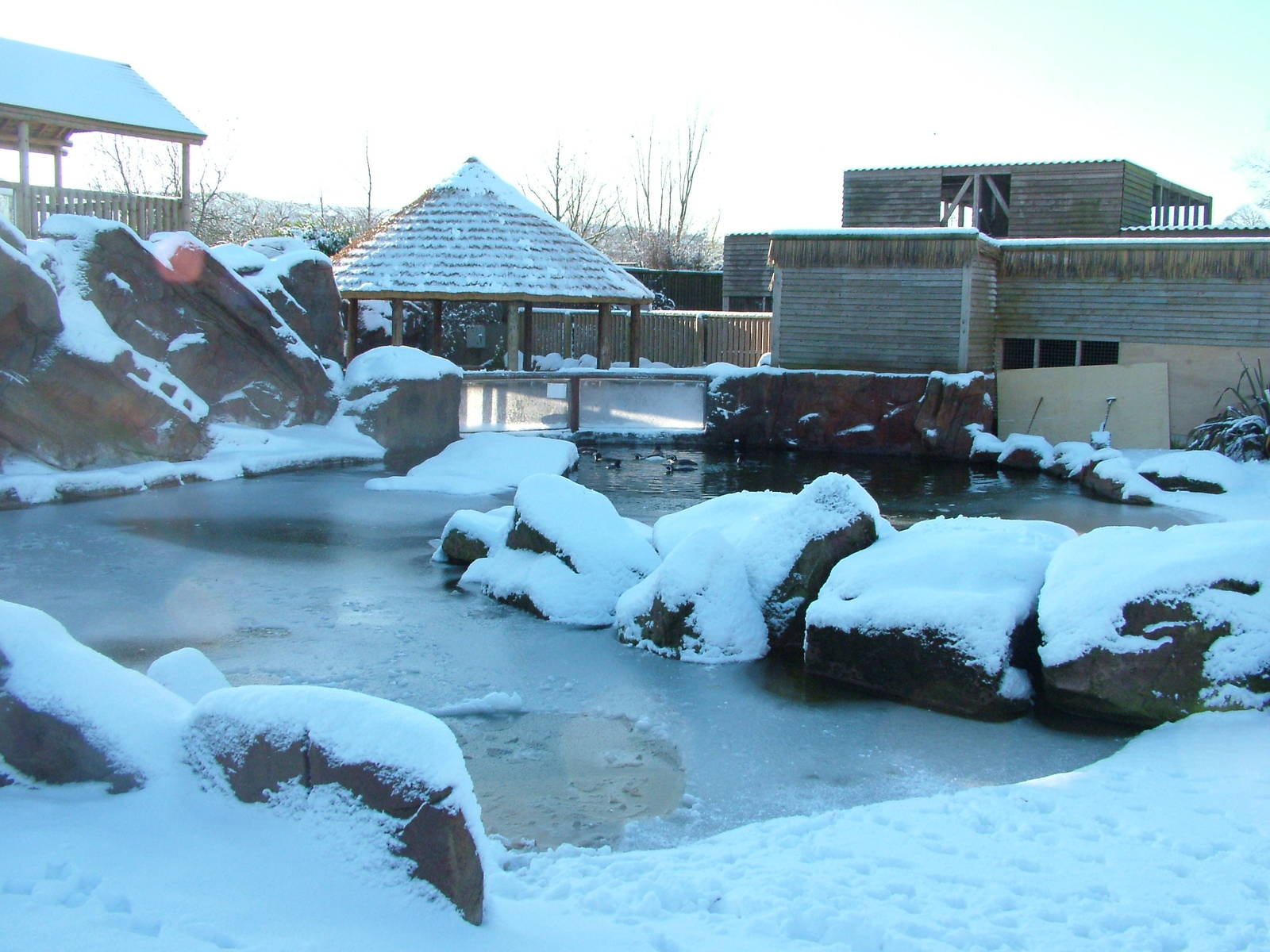 Penguin pool, Blackbrook in the Snow, 03/01/10