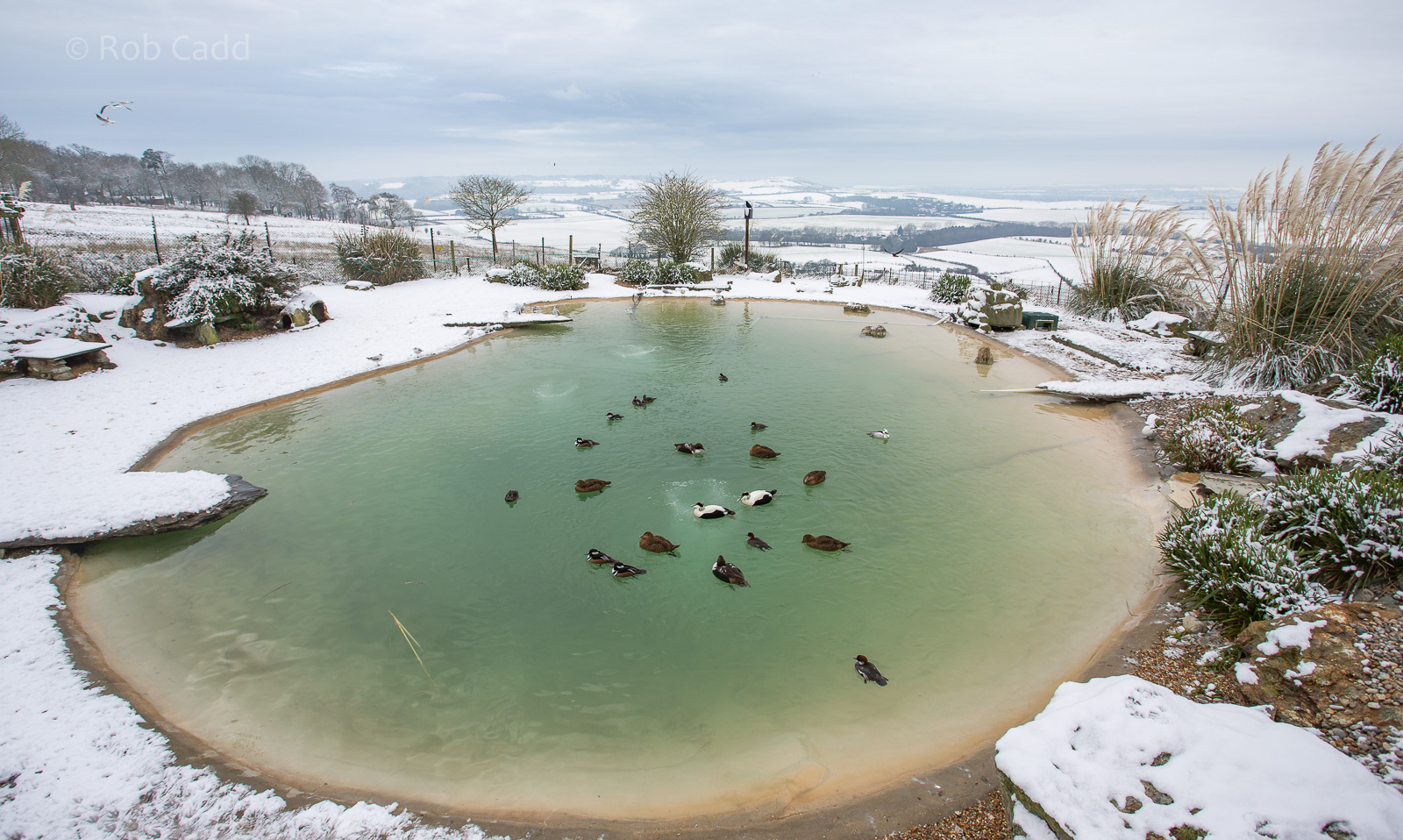 Penguin pool (exhibit) : Whipsnade : 17 Jan 2016