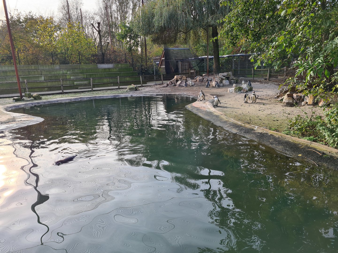 Penguin pool in Vogelrijk (Realm of birds)