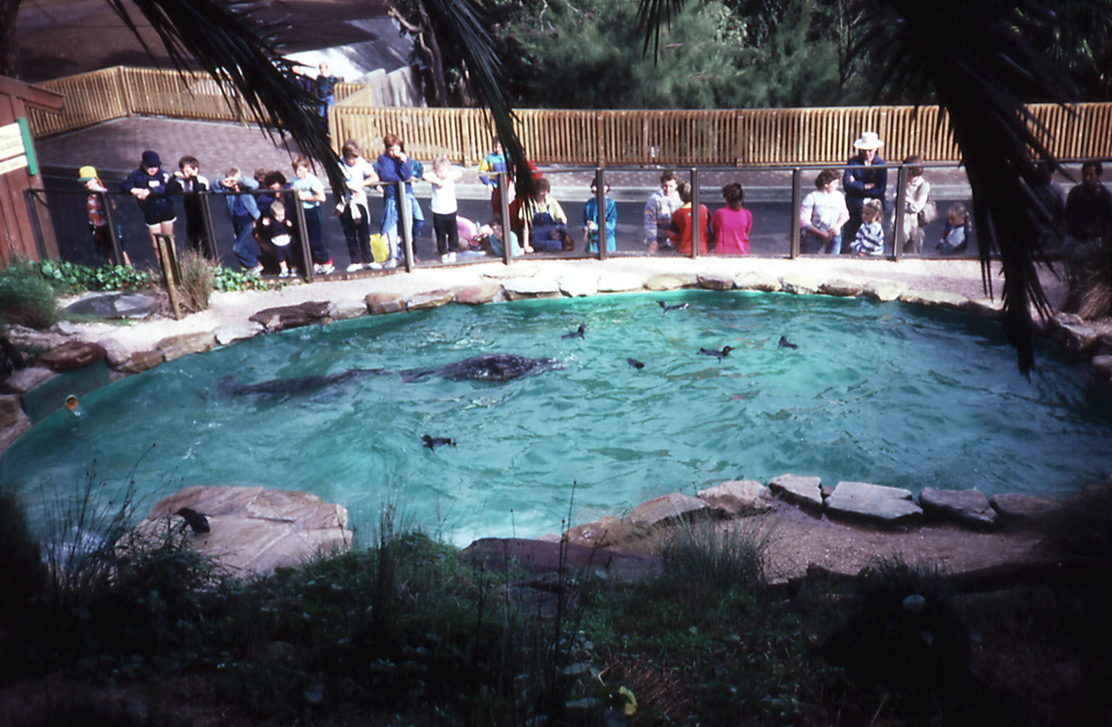 Penguin Pool, Taronga, May 1987