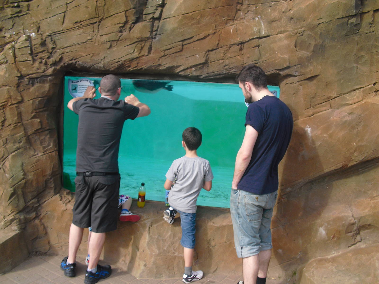 Penguin Pool Underwater Viewing - 01/10/2011