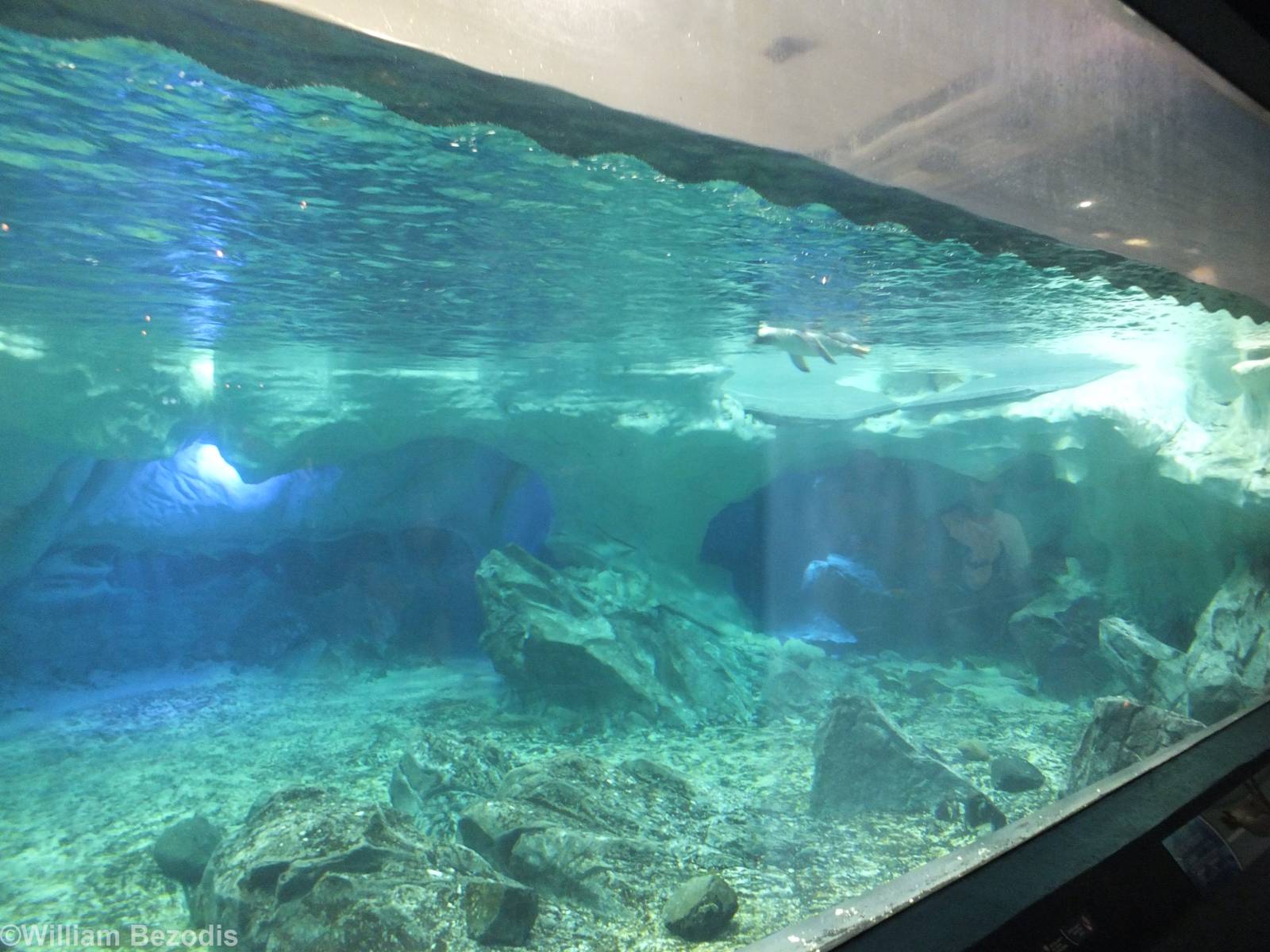 Penguin Pool Underwater Viewing