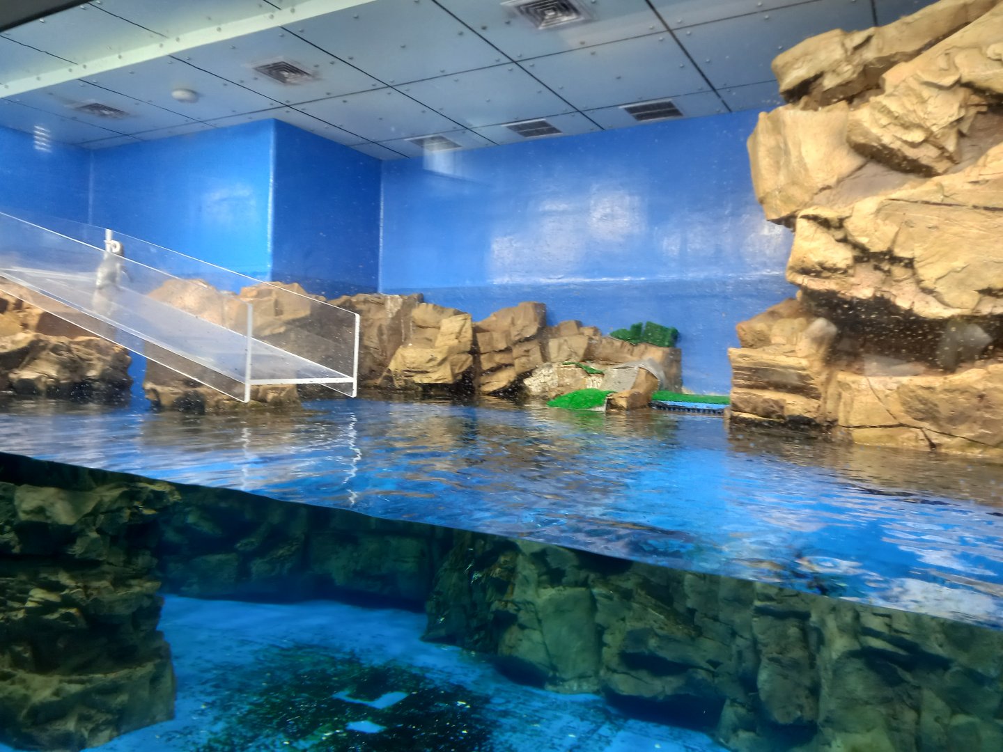 Penguin pool with slide, Xpark Aquarium