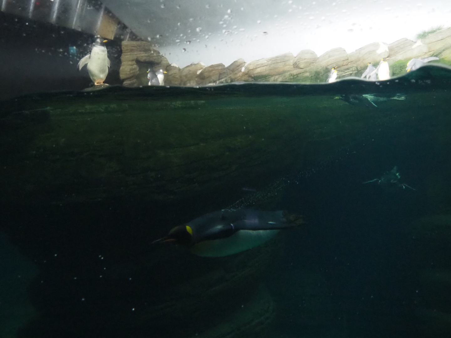 Penguin pool with swimming penguins (Nov 10th, 2018)