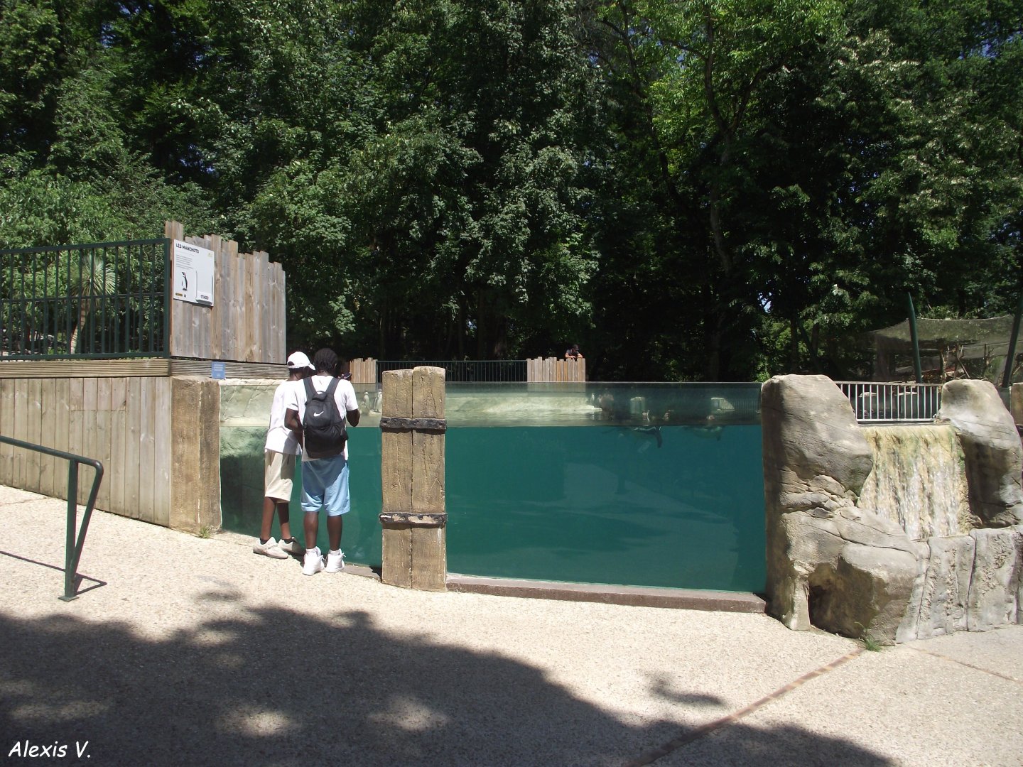 Penguin Pool - Zooparc de Beauval, 28/06/2025