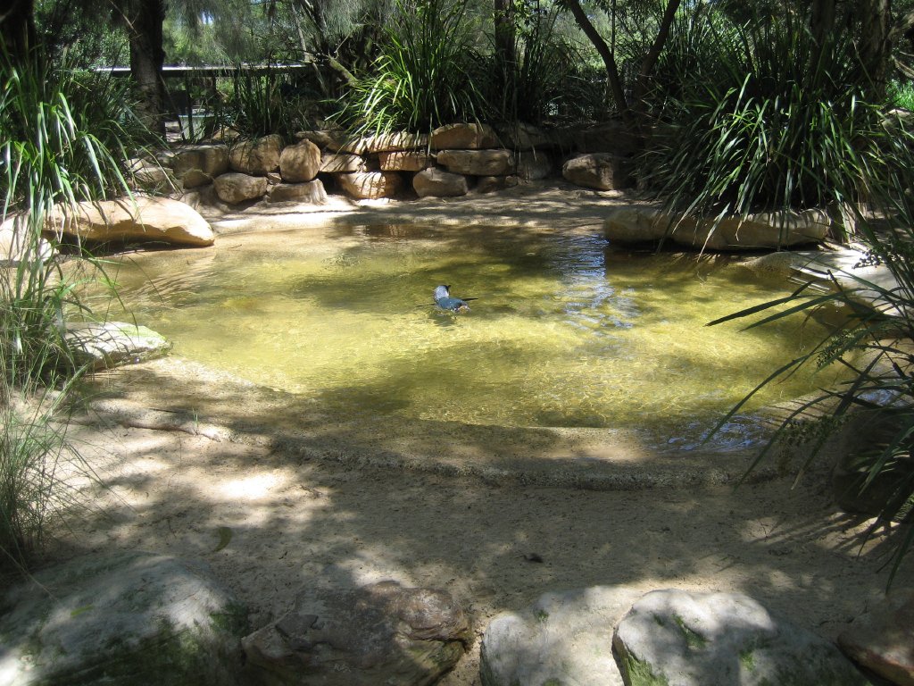 Penguin Pool
