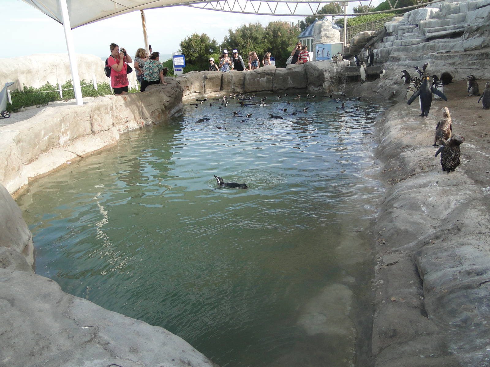 Penguin Pool