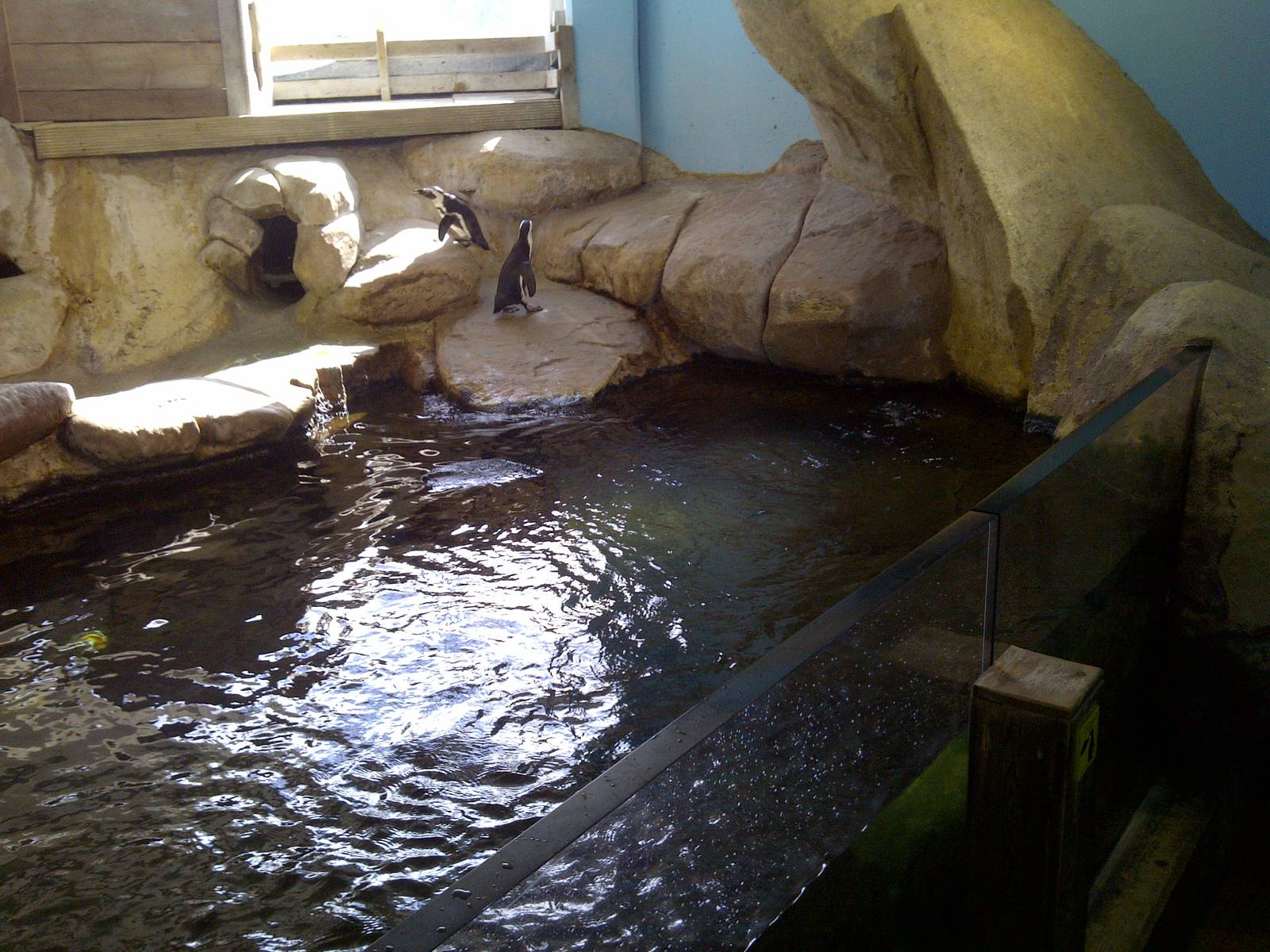 Penguin Pool
