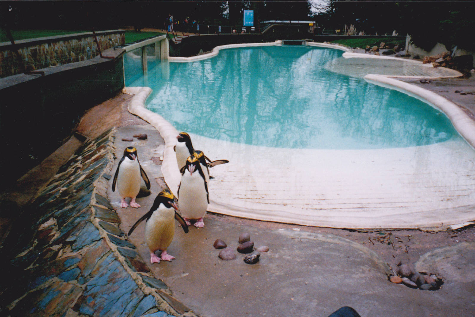 Penguin pool.