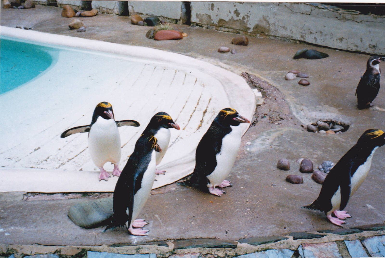 Penguin pool.