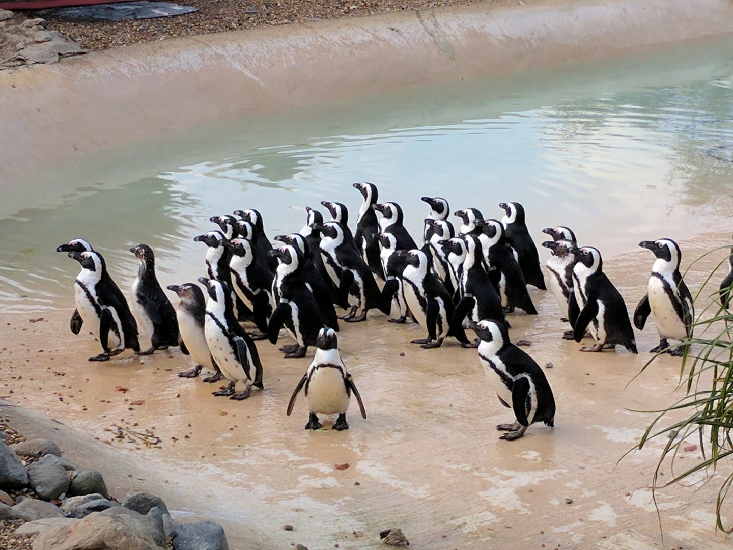 Penguin Pool