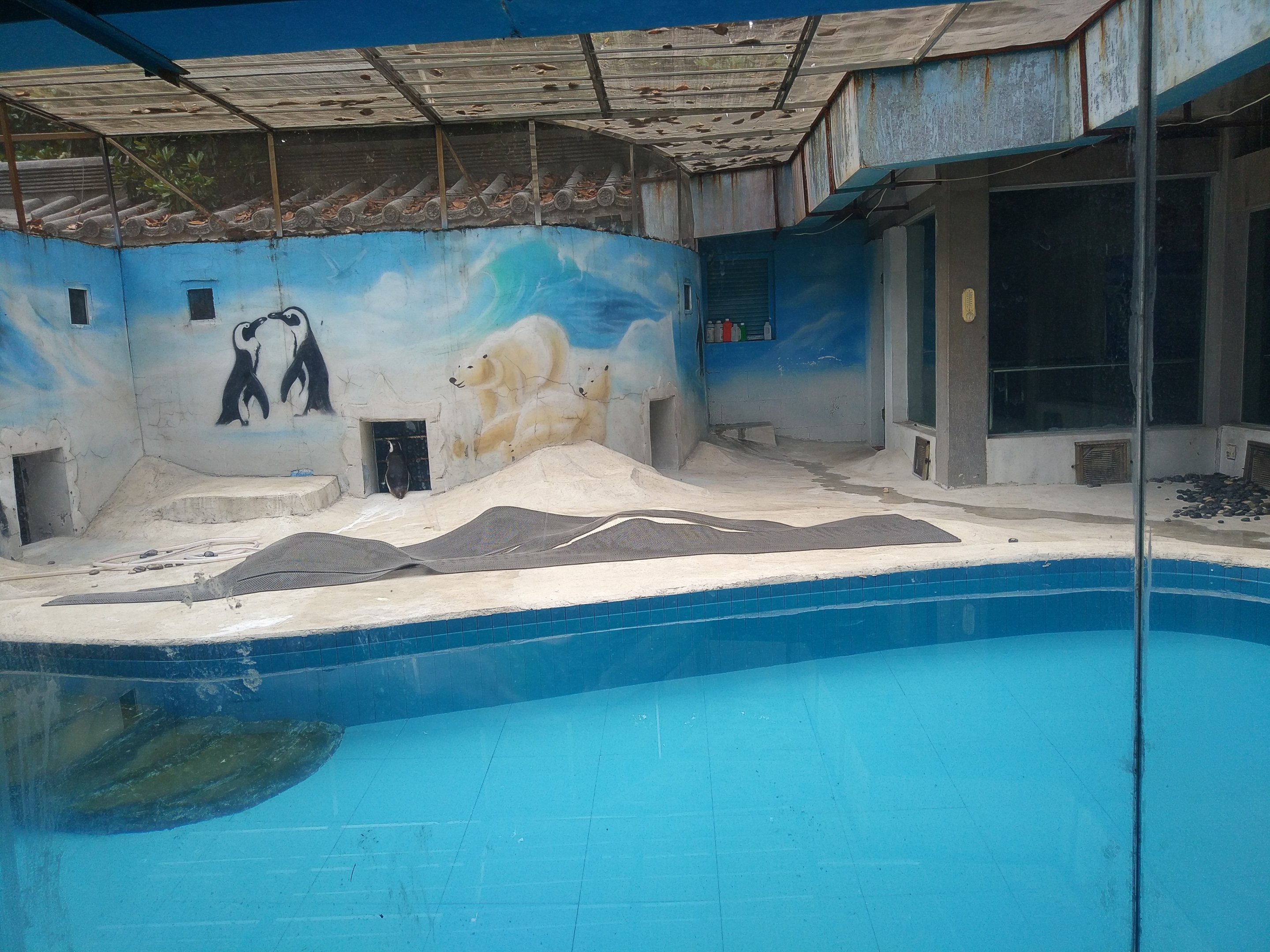 Penguin Pool