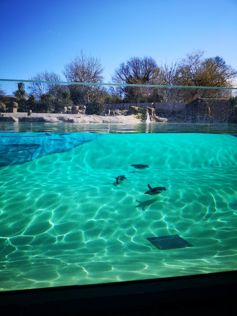 Penguin pool