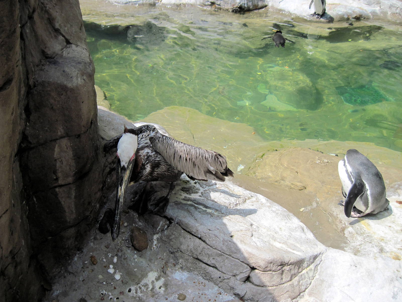 Penguin & Puffin Coast-Brown Pelican and Humboldt Penguin