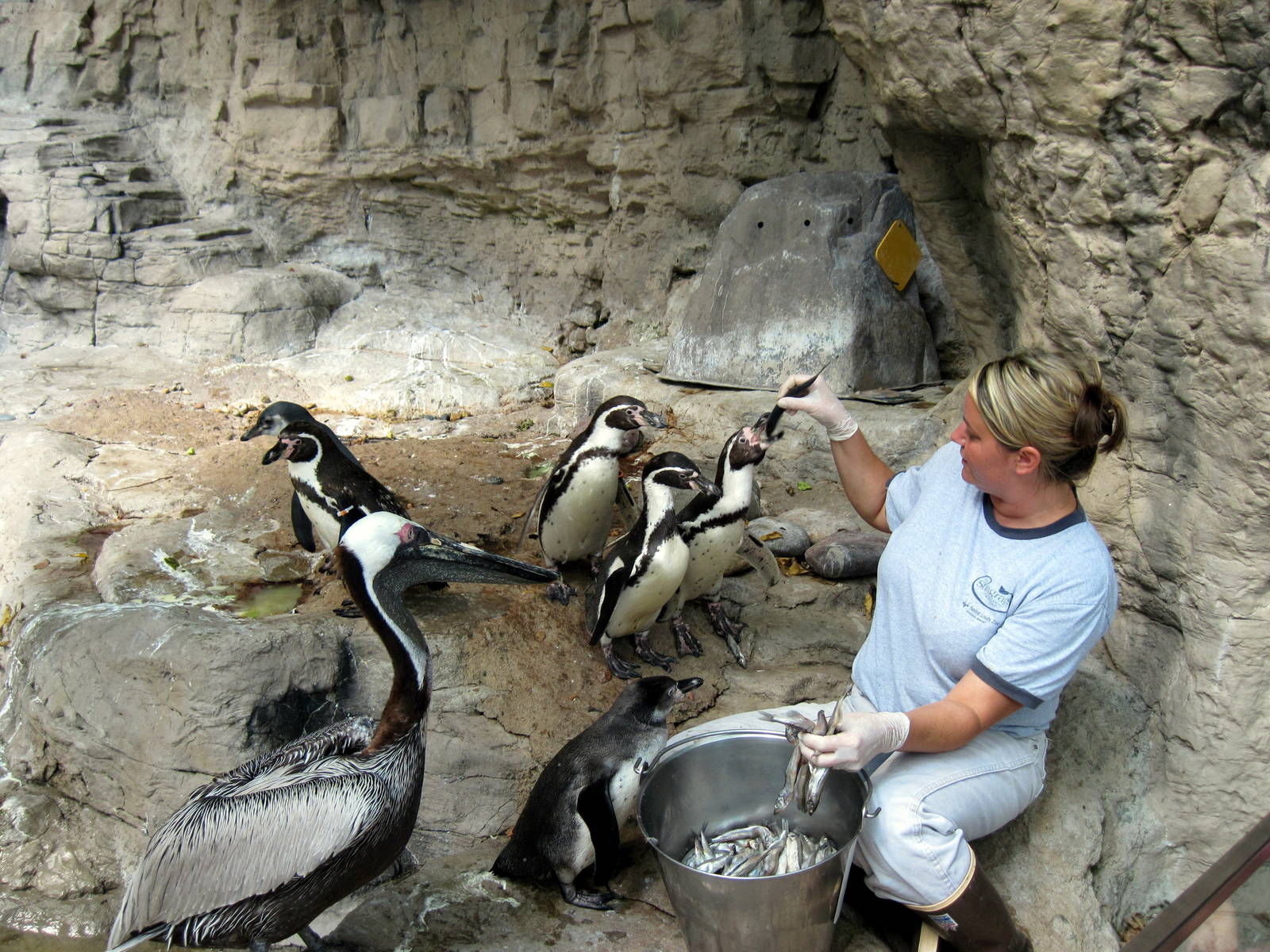 Penguin & Puffin Coast-Brown Pelican and Humboldt Penguins