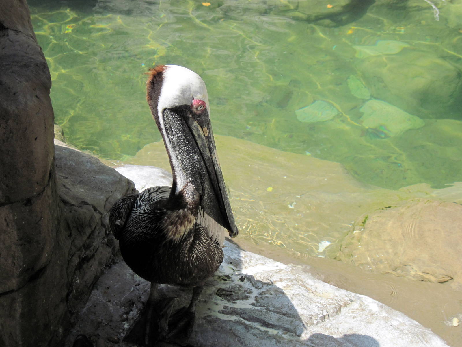 Penguin & Puffin Coast-Brown Pelican