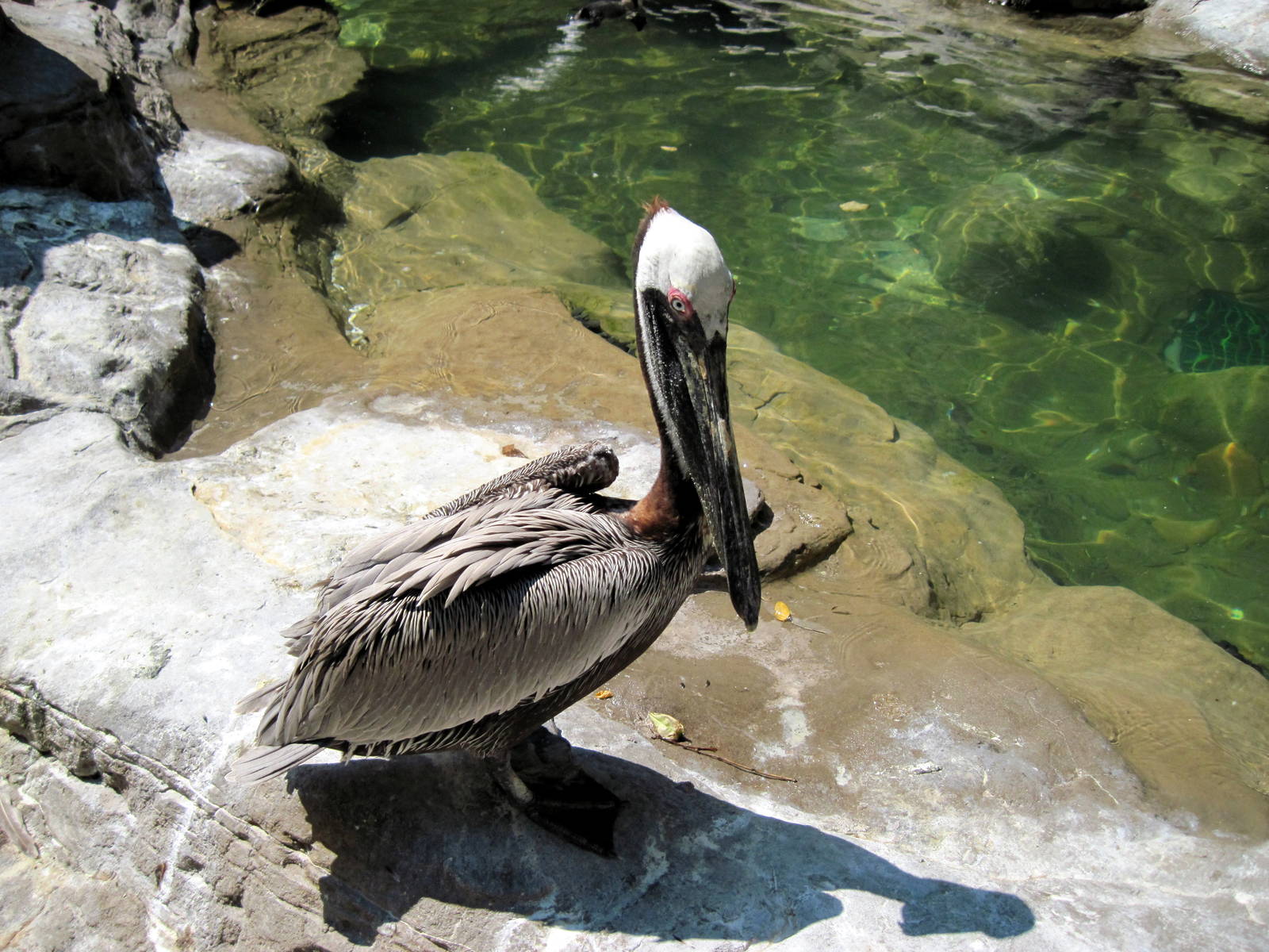 Penguin & Puffin Coast-Brown Pelican