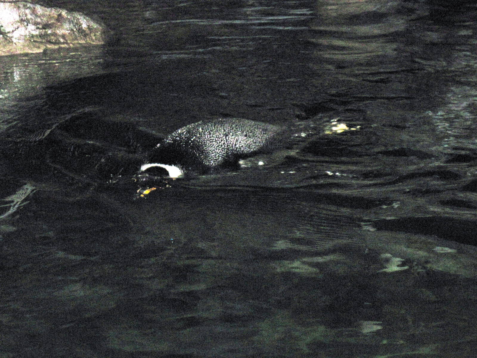 Penguin & Puffin Coast-Gentoo Penguin