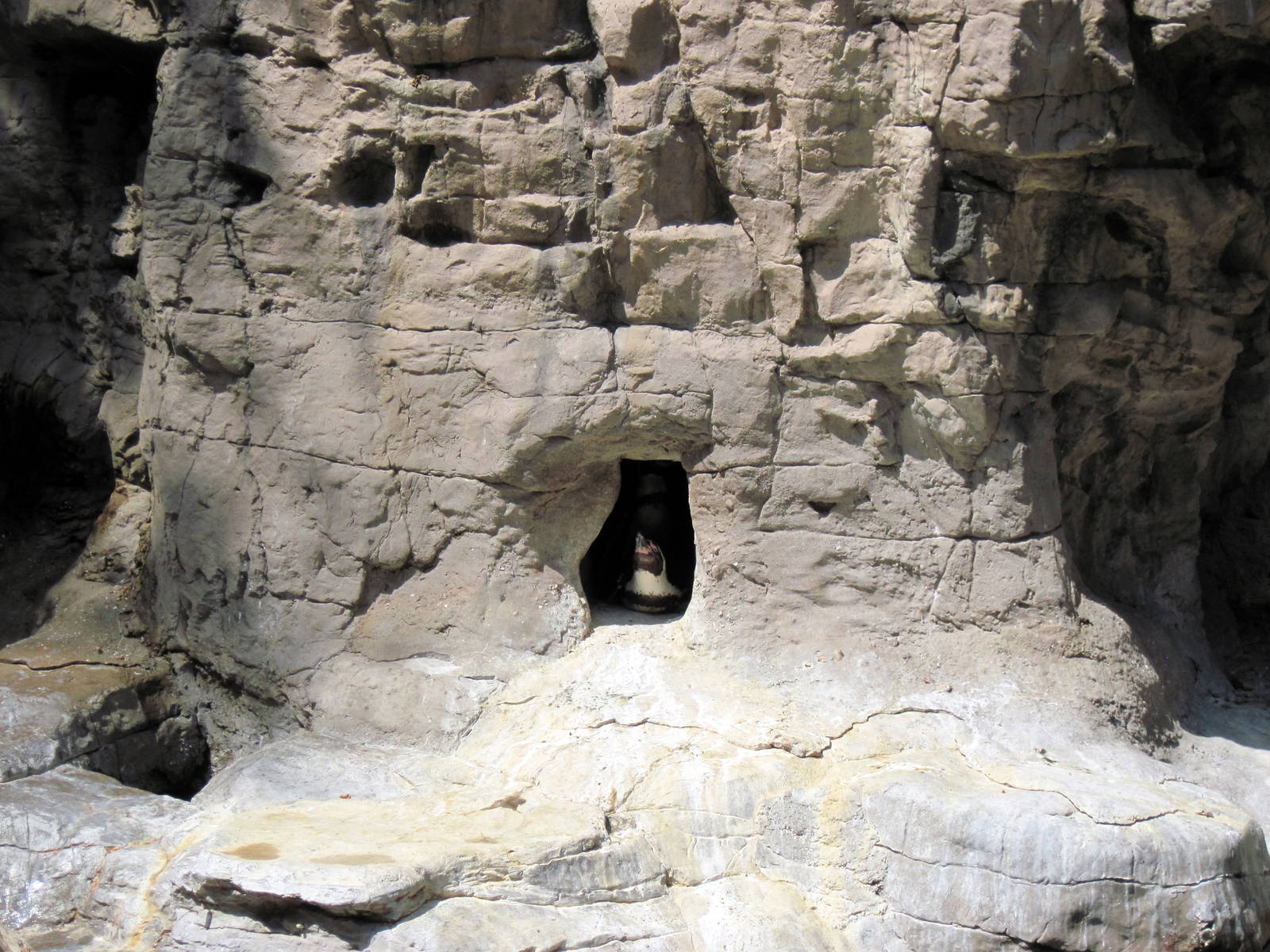 Penguin & Puffin Coast-Humboldt Penguin