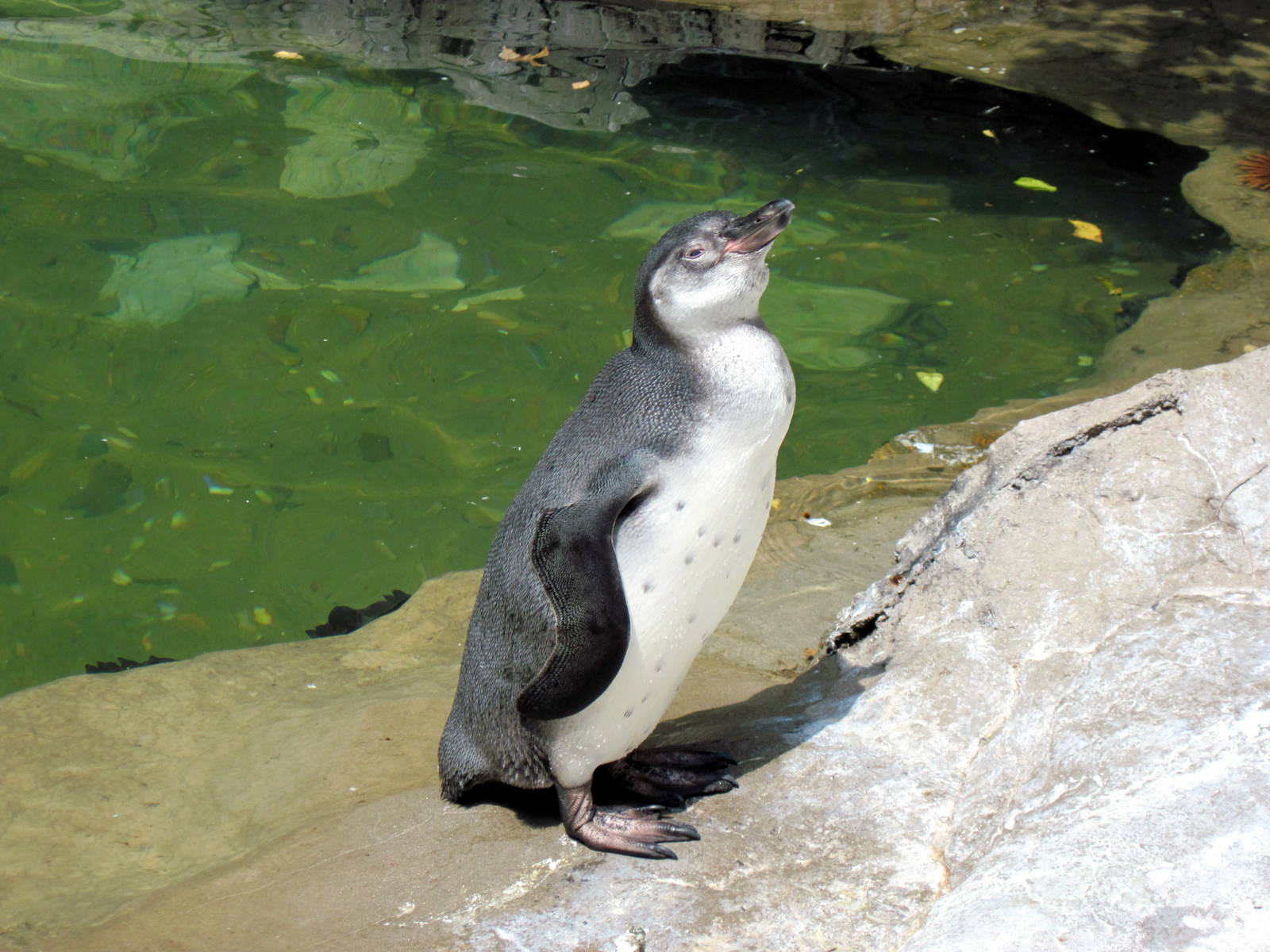 Penguin & Puffin Coast-Humboldt Penguin