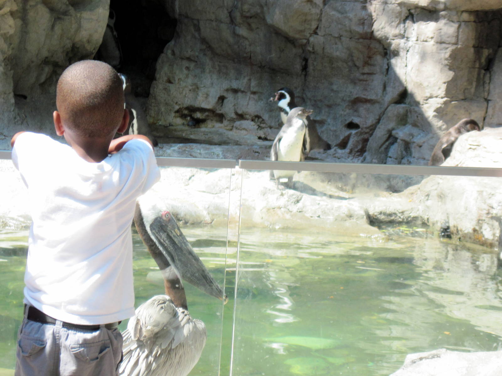 Penguin & Puffin Coast-Humboldt Penguin