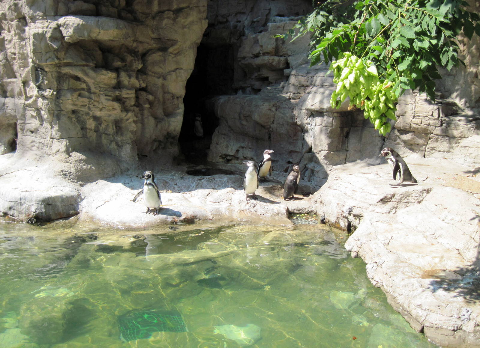 Penguin & Puffin Coast-Humboldt Penguins