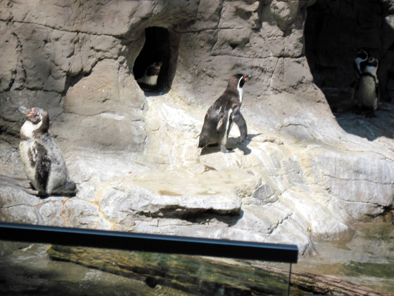 Penguin & Puffin Coast-Humboldt Penguins